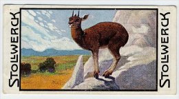 Stollwerck - Règne Animal– 4.4 (FR) - De Klipspringer, Oreotragus, L'oréotrague   - Stollwerck