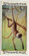 Stollwerck - Règne Animal – 8.4 (FR) – L’Atèle Araignée, Singe Araignée,  Spider Monkey - Stollwerck