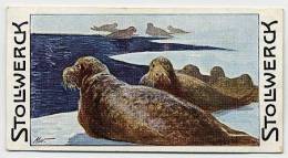 Stollwerck - Règne Animal – 12.4 (FR) – Kegelrob,  grijze Zeehond,  grey Seal, Phoque Gris - Stollwerck