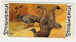 Stollwerck - Règne Animal – 13.4 (FR) – Liervogel, Menuridae, Lyrebird, Ménuridés, Menures - Stollwerck