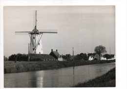 DAMME De Molen Aan Het Kanaal Naar Brugge Echte Persfoto Belga Groot Formaat 18 Op 13 1955 - Damme