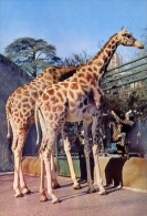 Giraffe - 37861-01 - Formato Grande Non Viaggiata - Giraffen