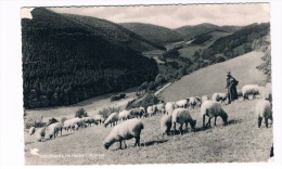 D3873     ENDORF : Schafherde Im Hoch-Sauerland - Sundern