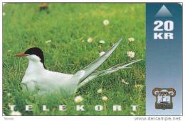 Faroe Islands, OD-006, Arctic Tern, Bird, 2 Scans. - Faeroër