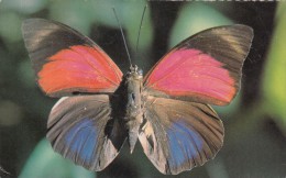 ZS48636 Agrias Sardanapolus Papillon Butterfly     2 Scans - Butterflies