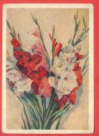 132940 / Flora Flore 1954 Flower Fleur Blüte Gladiolus Gladiolen Glaïeul By ZHITKOV / Stationery Entier / Russia Russie - 1950-59