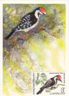 WOODPECKER, CM, MAXICARD, CARTES MAXIMUM, OBLIT FDC, 1979, RUSSIA - Climbing Birds