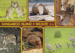 Kangaroo Island Wildlife - Kingscote NCV 5632 Unused - Kangaroo Islands