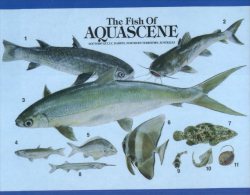 (333) Australia - NT - Darwin Aquascene Fishes - Darwin
