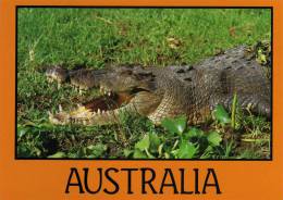 Crocodile De Mer (Territoire Du Nord) DARWIN. AUSTRALIE (5 METRES DE LONG) Crocodulus Porosus. - Darwin