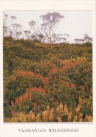 Tasmanian Wilderness - R. Scoparia In Flower - Tas Postcards & Souvenirs TP906 Unused - Wilderness