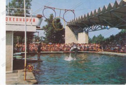 Dolphinarium In Batumi Georgia Dolphin On Russia USSR , Old Postcard - Georgia