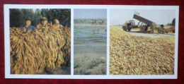 Drying Tobacco - Rice Fields - Harvesting Maize - 1984 - Kyrgyzstan USSR - Unused - Kyrgyzstan