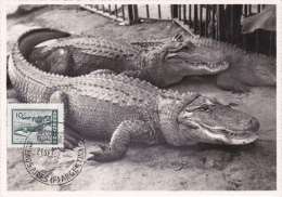 Carte-Maximum ARGENTINE  N° Yvert  602 (ALLIGATOR) Obl Sp 1962 - Briefe U. Dokumente