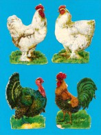 DECOUPIS  ANCIENS  GAUFRE, ANIMAUX DE LA FERME, VOLAILLE, POULE, COQ, DINDON,  LOT 4 TRE BON  ETAT,  6.5 X 8.5 Cm - Animaux