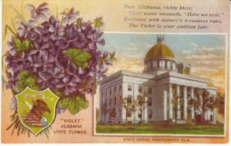 Montgomery AL Alabama State Capitol Building, Violet State Flower, C1910s Vintage Postcard - Montgomery