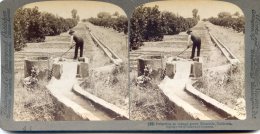 Vue Stereoscopique -  Underwood - Californie - Irrigation D'une Orangeraie - Stereoscoopen