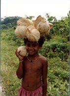 (885) Papua New Guinea - Transport Of Coconut - Papua Nueva Guinea