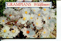 (folder 30) Postcard Booklet - Livret De Carte - VIC - Grampians Wildflowers - Grampians