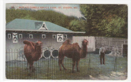 Camel Krug's Park St Joseph Missouri 1910c Postcard - St Joseph
