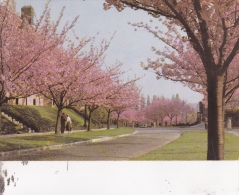 BOITSFORT : "le Logis" - Cerisiers En Fleurs - Watermael-Boitsfort - Watermaal-Bosvoorde