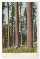 Big Larch Trees Oregon 1910c Postcard - Otros & Sin Clasificación