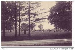 D22 62 - BELGIQUE - MARNEFFE - (animé) La Prairie De 2de Division (foot)  - Nels - Burdinne