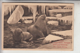 2000 HAMBURG - STELLINGEN, Hagenbeck's Tierpark, Zoo, 1911, Walrosse/Walruses/Morses/Morsas - Stellingen