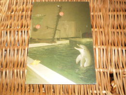 Delphin Postkarte Postcard - Dauphins