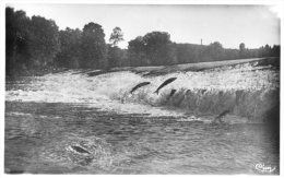 Brioude - L'Allier - Les Saumons Au Barrage De La Bageasse - Brioude