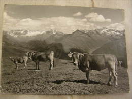 CH - KLOSTERS  - Blick Von Parsenn Auf Silvrettagruppe  1969  Cows  Vaches Kühe   Mucca  D112086 - Klosters