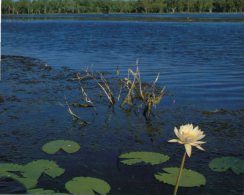 (861) Australia - NT - Kakadu Billabong - Kakadu