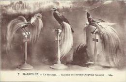 CPA De MARSEILLE - Le Muséum (n°7) - Oiseaux De Paradis (Nouvelle-Guinée). - Museums