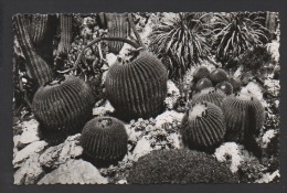 DF / MONACO / JARDIN EXOTIQUE / CACTUS , LES COUSSINS DE BELLE-MERE - Jardín Exótico