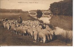 8518 - Vaires Sur Marne Bords De Marne Le Berger Et Ses Moutons - Vaires Sur Marne