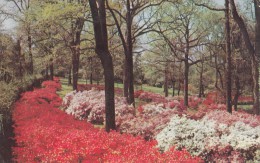 ZS50167 Flower Park  2 Scans - Detroit