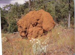 (836) Australia - QLD - Termite Mounds - Atherton Tablelands