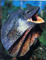 (669) Australia - NT - Frill-necked Lizard - Kakadu