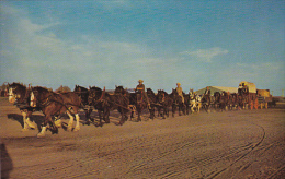 Canada Twenty Two Clydesdales Percherons And Belgians Pulling Freight Wagon Saskatchewan - Other & Unclassified