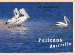 (661) Australia - NSW - Pelican At Port Macquarie - Port Macquarie