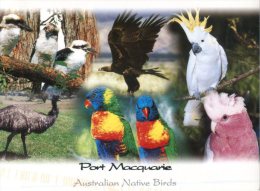 (958) Australia - NSW - Birds - Port Macquarie - Port Macquarie