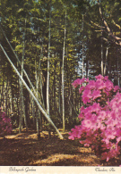 Chinese Bamboo Bellingrath Gardens Theodore Near Mobile Alabama - Mobile