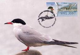 ISRAEL (2010) - Tarjeta Máxima / Maximum Card ATM - Charrán Común / Common Tern / Sterna Hirundo - 2010 - Maximum Cards