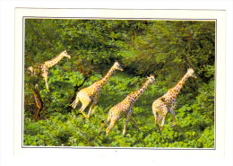 Cameroun: Girafes Dans La Reserve De Wasa, Girafe (13-4488) - Giraffes