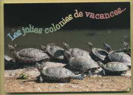 Les Jolies Colonies De Vacances ( Tortues ) - Tortues