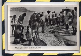 SHARING THE CATCH, ST LUCIA - SAINTE-LUCIE - B. W. I. - Sainte-Lucie