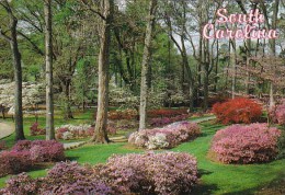 An Elaborate Display Of Colorful Azaleas And Dogwoods Await You Every Spring At Rock Hill South Carolina - Rock Hill