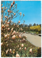 AK Linz Botanischer Garten Blühende Magnolie Magnolia Soulangiana Blume Botanic Garden Botanical Flower Blumen - Linz