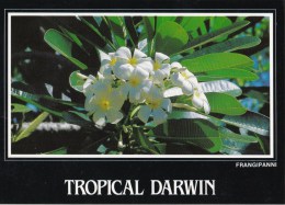 Frangipani, Tropical Darwin, Northern Territory - Big Country TBCPC 395 Used 1989? - Darwin