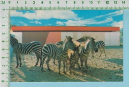 Zèbre De Grant ( Jardin Zoologique De Granby P. Quebec  Canada ) Cpm Post Card Carte Postale 2 Scans - Zebras
